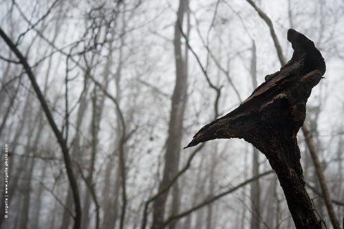 photo © angelle monstre bois personnage foret histoire brume intro girafe des bois curiosite étrange hivers