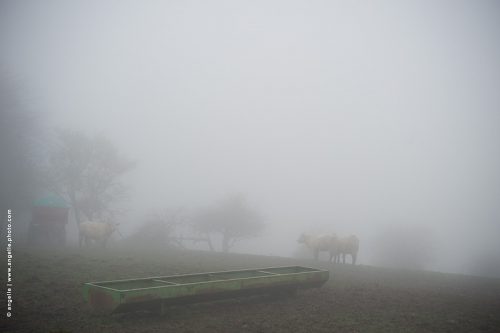 photo © angelle vaches brouillard hivers mangeoire campagne ne rien voir silhouettes élevage nature