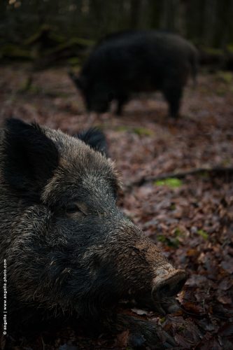 photo © angelle sangliers foret laie nature sauvage animal liberté 