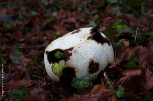 photo © angelle casserole foret abandon rencontre curiosité fer ronger lierre nature intégration découverte automne