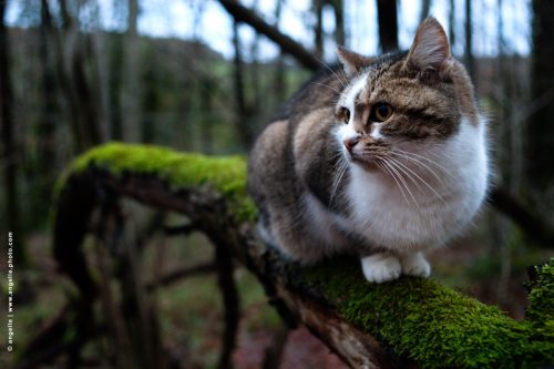 photo © angelle chat tronc mousse promenade hivers guetter forme foret chasseur curiosité