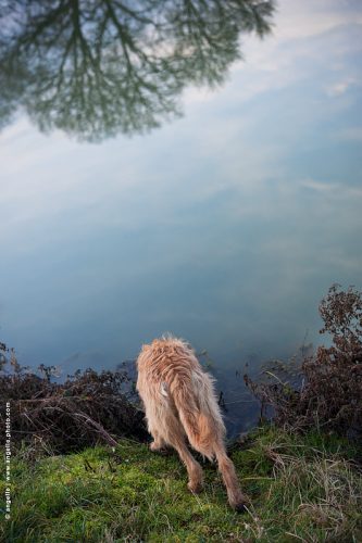 photo © angelle chien étang boire silhouette reflet miroir arbre confus curieux