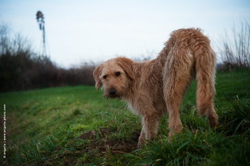 photo © angelle chien silhouette éolienne creuser animal de compagnie compagnon portrait cambrure batard promenade étrange