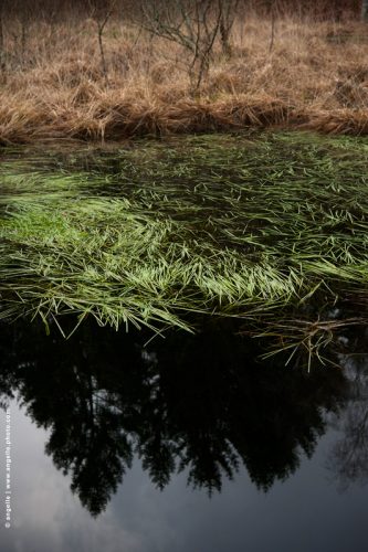 photo © angelle mardelle etang vegetation herbes zone humide couleur hivers etrange