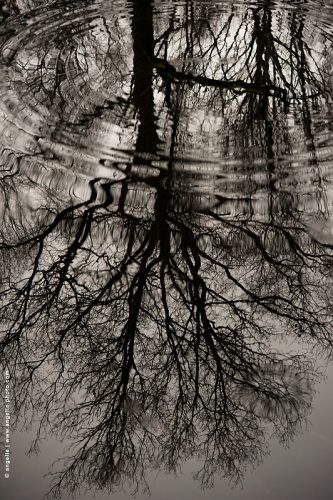 photo © angelle reflet arbre foret jour gris ondulation cercle déformation poésie hivers