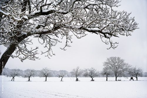 photo © angelle arbre neige pré alignement ligne silhouette citerne graphique
