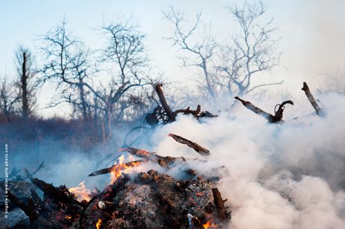 photo © angelle feu forestier fumée flammes arbres bois deforestation nuage chaleur hivers 