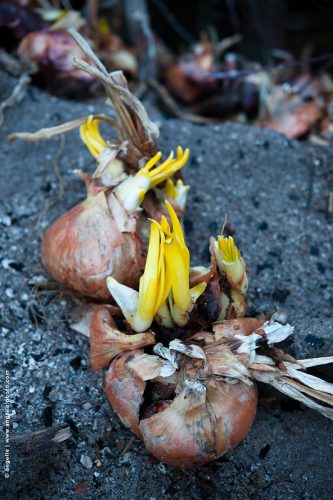 photo © angelle oignons germination poubelle culture triste renaissance 