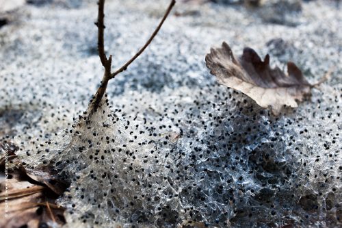photo © angelle tetards secs printemps point feuille foret nature