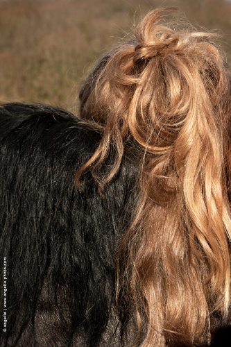 photo © angelle cheval crin chignon noir et blonde matière union animal