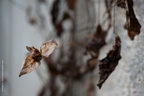 photo © angelle vegetaux hivers graine matière mort elancee fleur tristesse melancolie