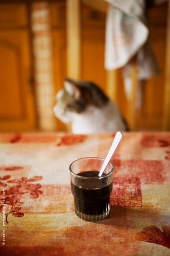 photo © angelle chat intérieur café regard cuisine familier domestique paisible attente verre pause repos