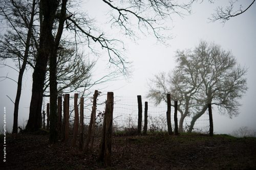 photo © angelle arbres clôture pré profondeur mélancolique hivers brume brouillard silencieux tristesse