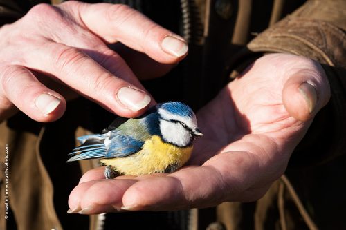 photo © angelle mesange bleue mains delicatesse fragile couleur ressourcer lumiere oiseau