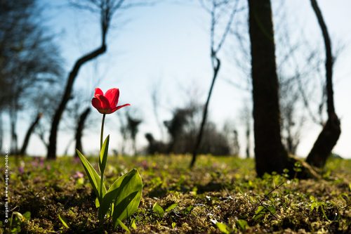 photo © angelle tulipe fleur isolee insolite printemps vieux verger tache couleur rouge renaissance 