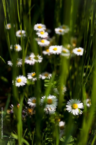 photo © angelle paquerettes sieste lumiere printemps fleurs gaité herbes nature 
