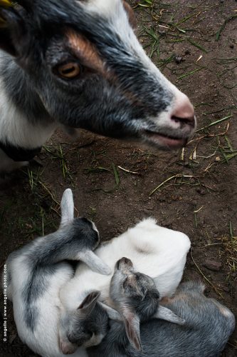 photo © angelle chevre chevreaux protection regard inquiet endormi animaux ferme élevage bebe 