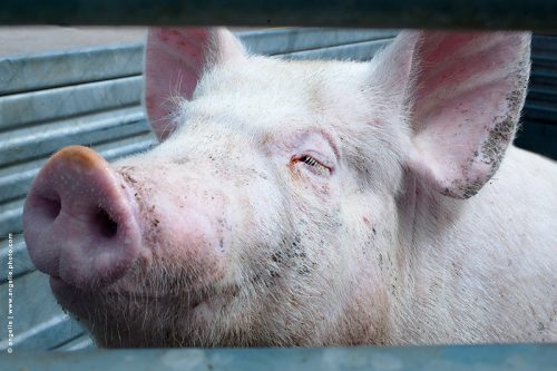 photo © angelle cochon plaisir élevage soleil tranquille serein sourire animal porc 