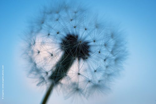 photo © angelle pissenlit fleur graines etoiles finesse lumiere évanescent plante jardin léger