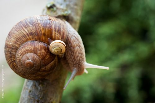 photo © angelle double escargots demi tout animal jardin spirale insolite
