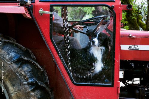 photo © angelle tracteur rouge chien regard curiosité ferme travail compagnon insolite