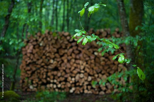 photo © angelle bois tas mouvement feuilles branche élégance foret danser 
