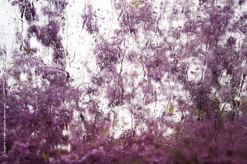 photo © angelle pluie printemps fleurs arbre de judo transparence goutes chemins rose fleuri mystère