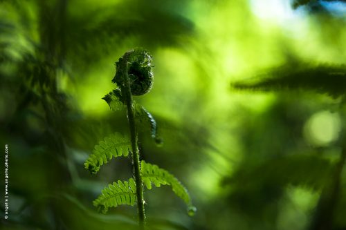 photo © angelle fougere foret enroulé délicatesse éclore verdure printemps