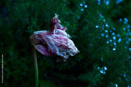 photo © angelle tulipe fleur fanee jardin mysostys crepuscule temps qui passe