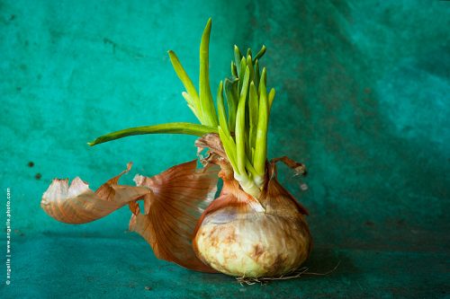photo © angelle oignon epluchure nature morte couleur vie recommencement