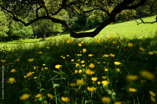 photo © angelle bouton d or pre branche fleur noyer couleur printemps été joyeux sieste campagne