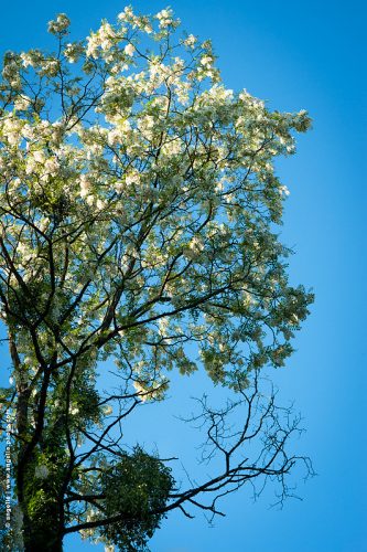photo © angelle acacia fleurs beauté fraicheur vie et mort printemps campagne bouquet