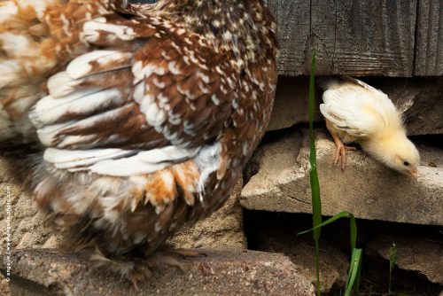 photo © angelle poussin poule basse court jeune naissance intrépide surveillance minuscule vivre