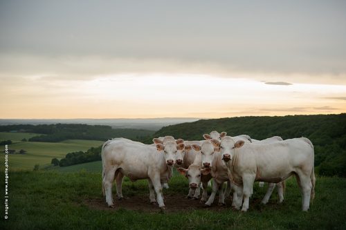 photo © angelle phot de groupe poser génisse curieuses paysage point de vue regard soir campagne