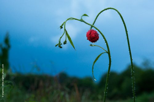 photo © angelle bouton de coquelicot orage pluie naissance frappé lignes détail fleur lumiere goutte de pluie
