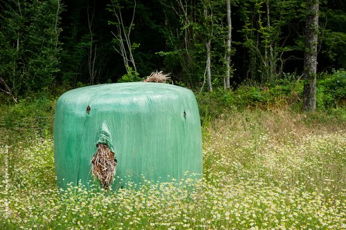 photo © angelle botte de foin en platique marguerites foret lisiere peosie fleuris