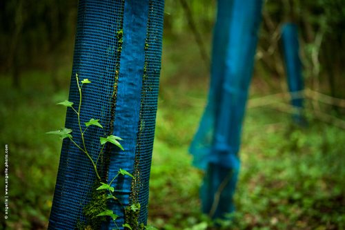 photo © angelle troncs protection fore lierre trio bleu étrange beauté usé