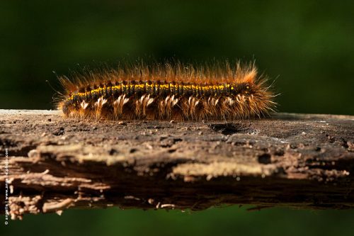 photo © angelle chenille foret poils paipllion en devenir couleurs nature curiosité