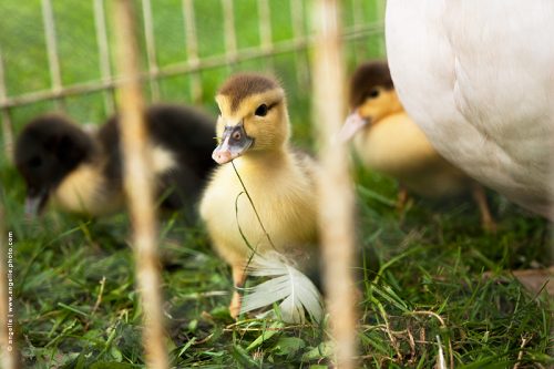 photo © angelle canetons cage bebe famille élevage duvet enfance canard