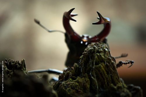 photo © angelle insecte lucane male mysterieux nature monstrueux effrayant bagare combat etrange 