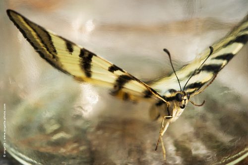 photo © angelle grand papillon flambé protege danseur envol echapper bocal matière insecte voler