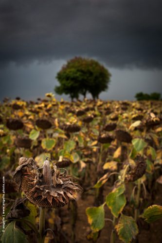 photo © angelle arbres tournesols fin de saison pencher orage champs cultiver campagne