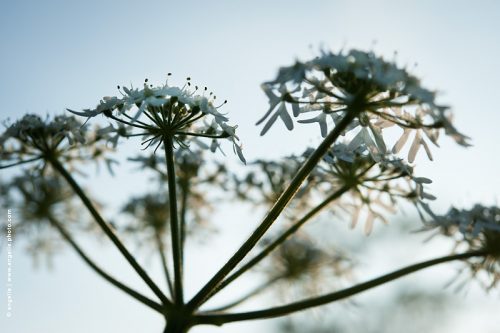 photo © angelle fleurs de carotte soirée lumiere ligne flou été