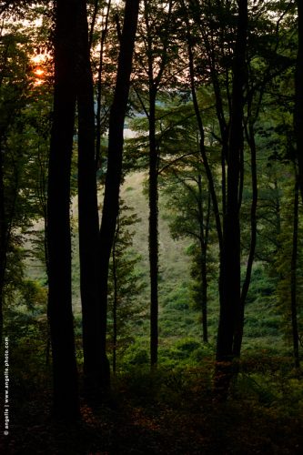 photo © angelle foret soleil couchant reflet silhouettes arbres pres soir mystérieux