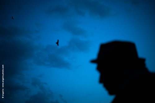 photo © angelle silhouette nuit crépuscule chauve souris vol étrange nature foret