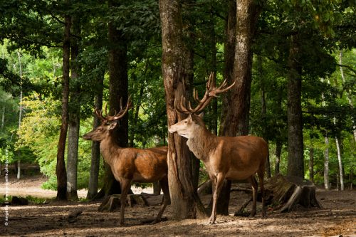 photo © angelle cerfs bois foret regard attentifs lumiere immobile attente regard