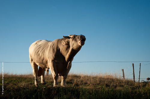 photo © angelle taureau charolais animal elevage meugler beugler été 
