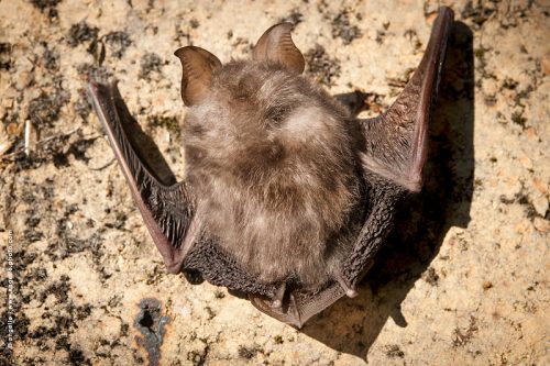 photo © angelle chauve souris animal rare accrochée surprise etrange 