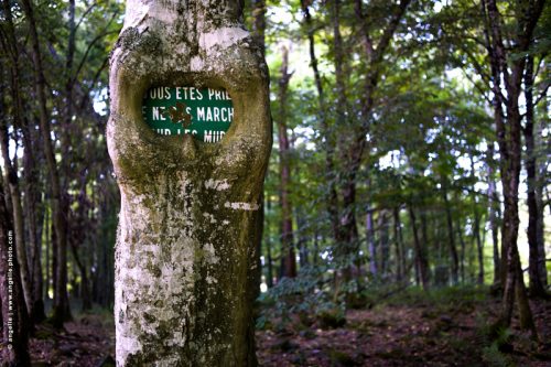 photo © angelle arbre mangeur de plaque foret surprise incongru puissance message