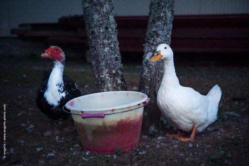 photo © angelle oie de barbarie canne sceau poulailler gardiens attitude melange